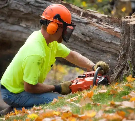 tree services Pleasant Run